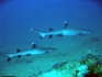 Buccaneer undersea Sharks